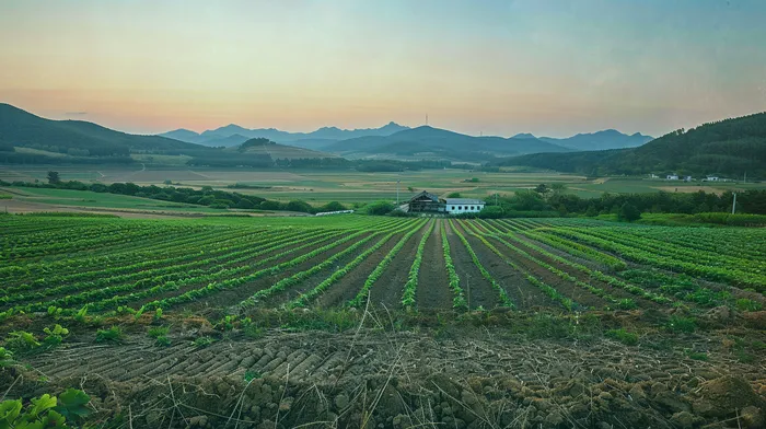 개인회생신용회복